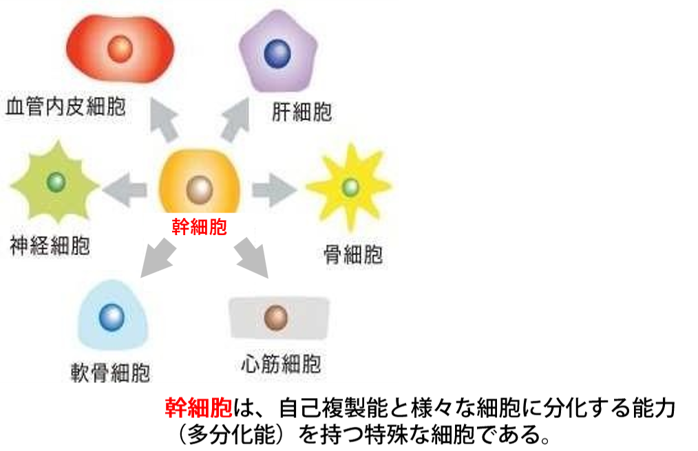 美容皮膚科